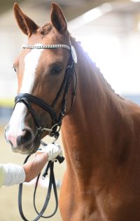 Borasco : Buddenbrock x Wittinger x Cavalier 2010 Chestnut filly